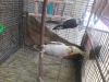 ককাটেল পাখি